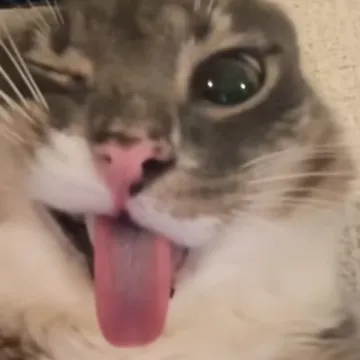 Mačka kojoj je funk neprestano u glavi