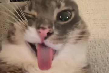 Mačka kojoj je funk neprestano u glavi