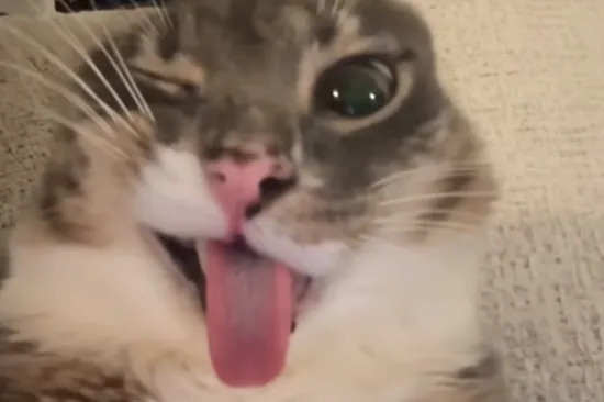 Mačka kojoj je funk neprestano u glavi