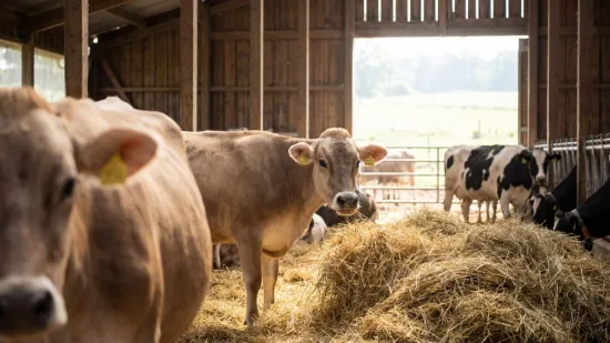 [KVIZ] Jesi li stručnjak koji zna sve o kravama?
