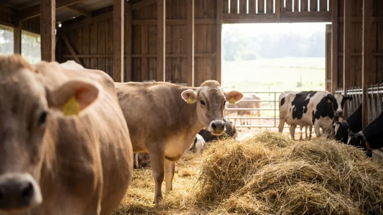[KVIZ] Jesi li stručnjak koji zna sve o kravama?