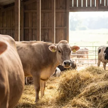 [KVIZ] Jesi li stručnjak koji zna sve o kravama?