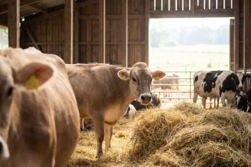 [KVIZ] Jesi li stručnjak koji zna sve o kravama?