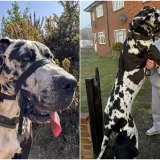 Div od 70 kg voli se maziti i veliki je pla&scaron;ljivac: 'Boji se vreća za smeće, po&scaron;tara...'