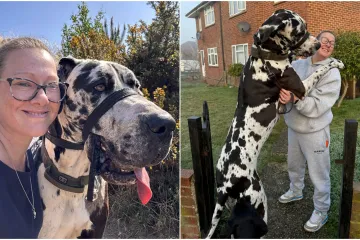 Div od 70 kg voli se maziti i veliki je pla&scaron;ljivac: 'Boji se vreća za smeće, po&scaron;tara...'