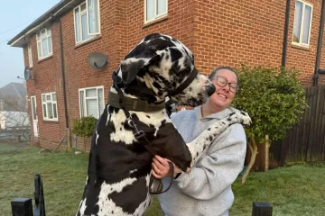 Div od 70 kg voli se maziti i veliki je pla&scaron;ljivac: 'Boji se vreća za smeće, po&scaron;tara...'