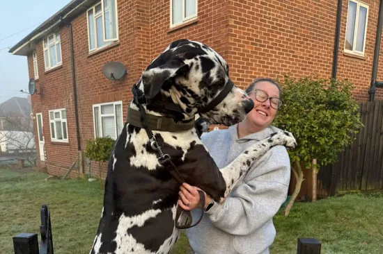 Div od 70 kg voli se maziti i veliki je pla&scaron;ljivac: 'Boji se vreća za smeće, po&scaron;tara...'