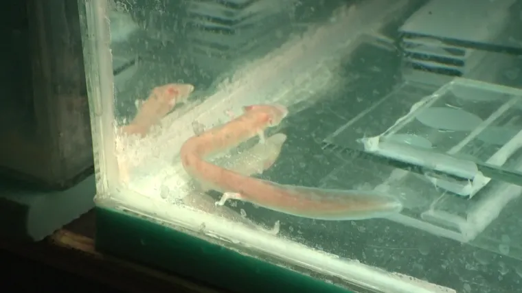 Mogu bez hrane 8 godina, žive dulje od ljudi! Zoolo&scaron;ki vrt je dobio stanovnike kakve nema nitko na svijetu!