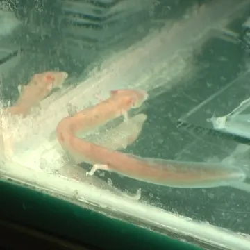 Mogu bez hrane 8 godina, žive dulje od ljudi! Zoolo&scaron;ki vrt je dobio stanovnike kakve nema nitko na svijetu!