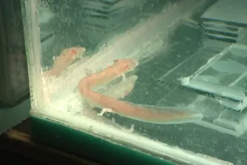 Mogu bez hrane 8 godina, žive dulje od ljudi! Zoolo&scaron;ki vrt je dobio stanovnike kakve nema nitko na svijetu!