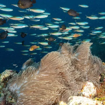 Raj u opasnosti: Znanstvenici upozoravaju da je ovo tek početak katastrofe