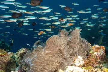 Raj u opasnosti: Znanstvenici upozoravaju da je ovo tek početak katastrofe