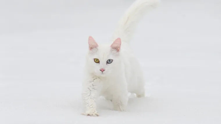 Snježna kraljica među mačkama: Njezina genetska čistoća danas se sustavno &scaron;titi