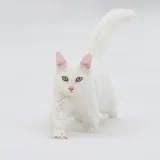 Snježna kraljica među mačkama: Njezina genetska čistoća danas se sustavno &scaron;titi