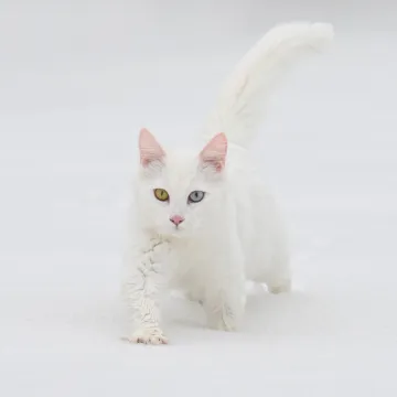 Snježna kraljica među mačkama: Njezina genetska čistoća danas se sustavno &scaron;titi