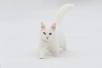 Snježna kraljica među mačkama: Njezina genetska čistoća danas se sustavno &scaron;titi