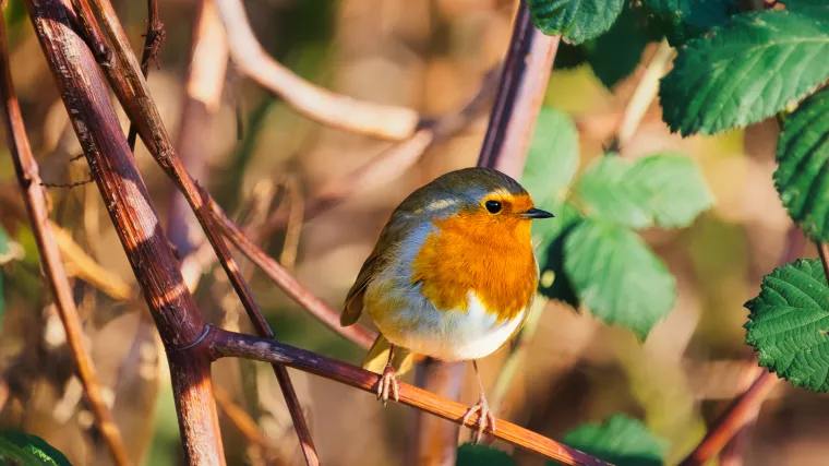 Jednostavan trik s nesvakida&scaron;njom 'poslasticom' privući će crvendaće u va&scaron; vrt: 'Isplatit će se'
