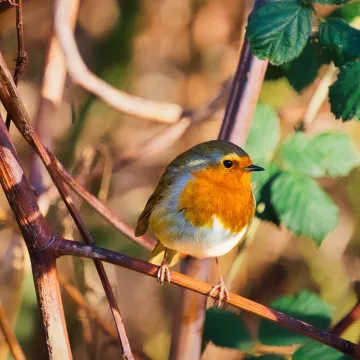 Jednostavan trik s nesvakida&scaron;njom 'poslasticom' privući će crvendaće u va&scaron; vrt: 'Isplatit će se'