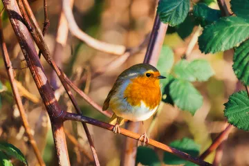Jednostavan trik s nesvakida&scaron;njom 'poslasticom' privući će crvendaće u va&scaron; vrt: 'Isplatit će se'