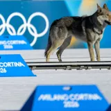 Otkriven misterij psa koji je lovio Hrvaticu na ZOI: 'Bili smo &scaron;okirani'