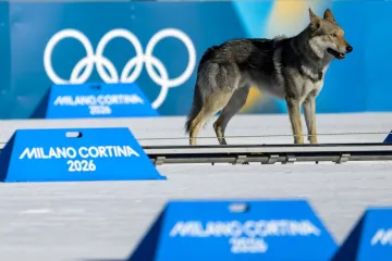Otkriven misterij psa koji je lovio Hrvaticu na ZOI: 'Bili smo &scaron;okirani'