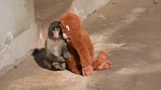 Ovaj prizor slomio je brojna srca: Majka ga je odbacila, a utjehu je na&scaron;ao u pli&scaron;anoj igrački