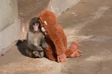 Ovaj prizor slomio je brojna srca: Majka ga je odbacila, a utjehu je na&scaron;ao u pli&scaron;anoj igrački