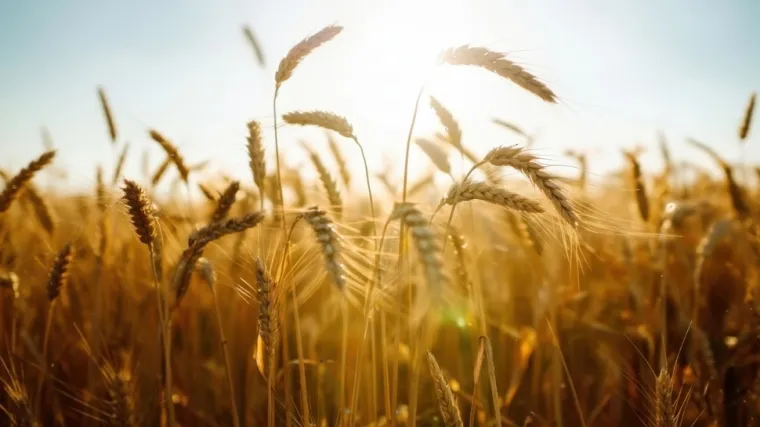 [KVIZ] Samo će pravi biolozi znati sve o žitaricama