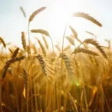 [KVIZ] Samo će pravi biolozi znati sve o žitaricama