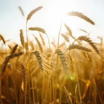 [KVIZ] Samo će pravi biolozi znati sve o žitaricama