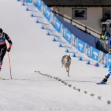 Inteligentan, odan i neovisan: Pas koji je postao hit ZOI-ja nastao je iz vojnog eksperimenta