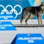 Inteligentan, odan i neovisan: Pas koji je postao hit ZOI-ja nastao je iz vojnog eksperimenta