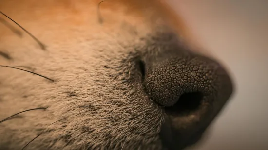 Znanstvenici upozoravaju: Ovih 15 pasmina pasa suočavaju se s ozbiljnim zdravstvenim rizicima