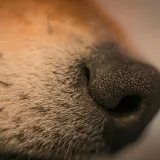 Znanstvenici upozoravaju: Ovih 15 pasmina pasa suočavaju se s ozbiljnim zdravstvenim rizicima