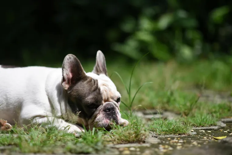 Znanstvenici upozoravaju: Ovih 15 pasmina pasa suočavaju se s ozbiljnim zdravstvenim rizicima