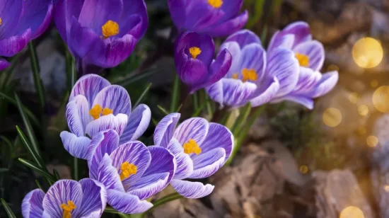 [KVIZ] Samo će veliki ljubitelji biljaka znati sve o vjesnicima proljeća