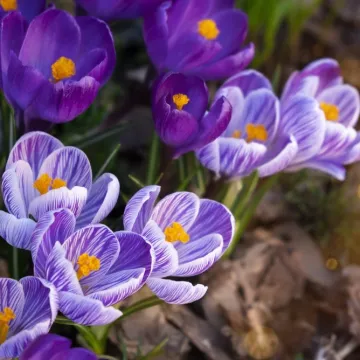 [KVIZ] Samo će veliki ljubitelji biljaka znati sve o vjesnicima proljeća