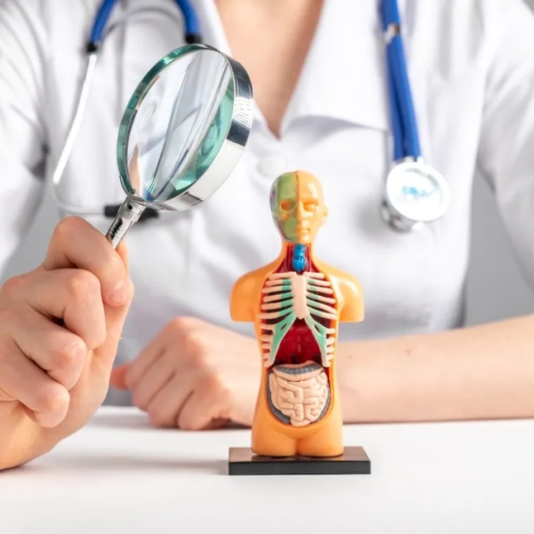 [KVIZ] Koliko dobro poznajete ljudsku anatomiju?