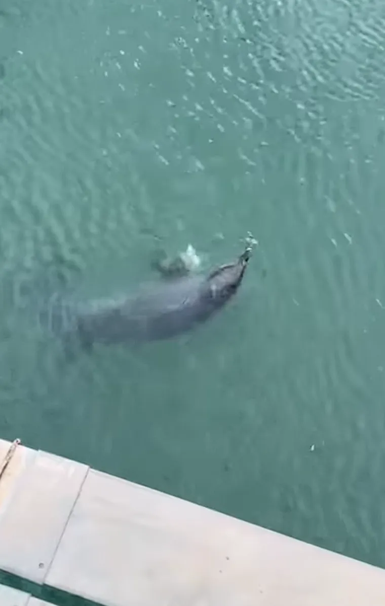 Dupinka Skalina rodila mrtvo mladunče, a sad je i sama u ozbiljnom zdravstvenom stanju