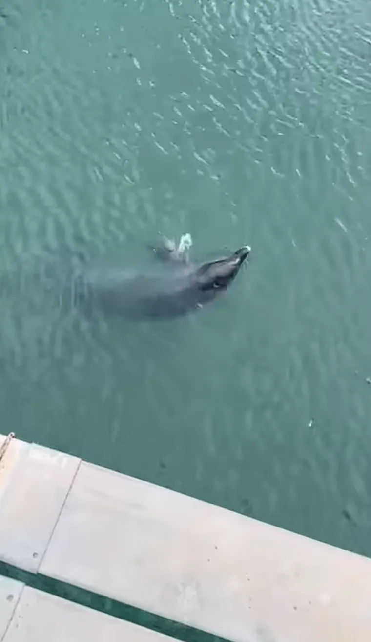 Dupinka Skalina rodila mrtvo mladunče, a sad je i sama u ozbiljnom zdravstvenom stanju