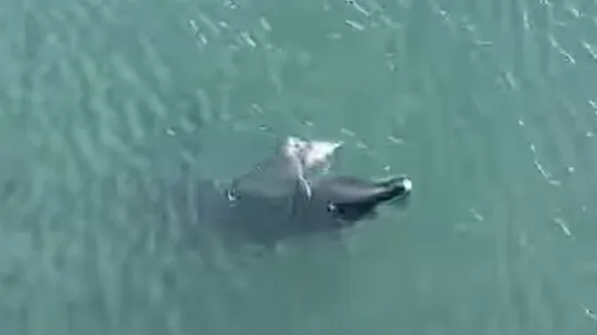 Dupinka Skalina rodila mrtvo mladunče, a sad je i sama u ozbiljnom zdravstvenom stanju