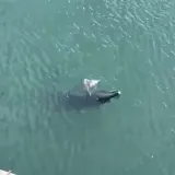 Dupinka Skalina rodila mrtvo mladunče, a sad je i sama u ozbiljnom zdravstvenom stanju