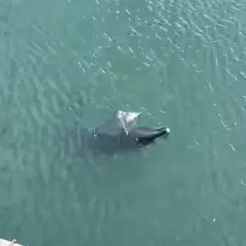 Dupinka Skalina rodila mrtvo mladunče, a sad je i sama u ozbiljnom zdravstvenom stanju