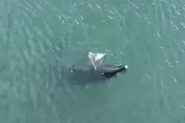 Dupinka Skalina rodila mrtvo mladunče, a sad je i sama u ozbiljnom zdravstvenom stanju