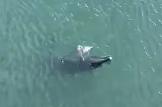 Dupinka Skalina rodila mrtvo mladunče, a sad je i sama u ozbiljnom zdravstvenom stanju