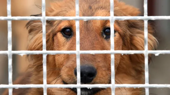 Hrvatski grad uveo nove kazne za neodgovorne vlasnike: 'Svakako trebaju odgovarati'