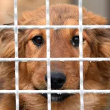 Hrvatski grad uveo nove kazne za neodgovorne vlasnike: 'Svakako trebaju odgovarati'