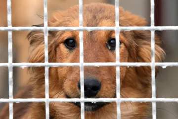 Hrvatski grad uveo nove kazne za neodgovorne vlasnike: 'Svakako trebaju odgovarati'