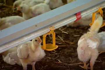 Velika pobuna u Sisku i okolici: 'Ovo je rat, samo drugim sredstvima'