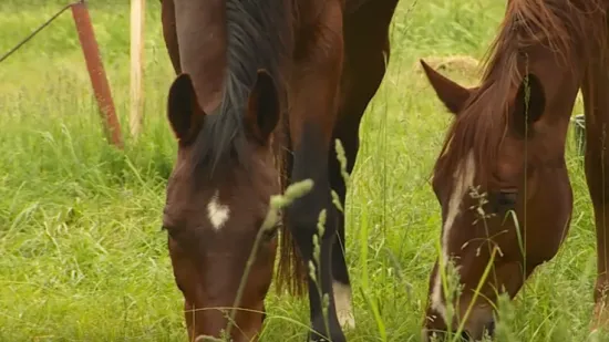 Italija planira zabraniti konjsko meso i uvesti drakonske kazne od 100 tisuća eura